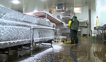 Limpieza profesional de plantas